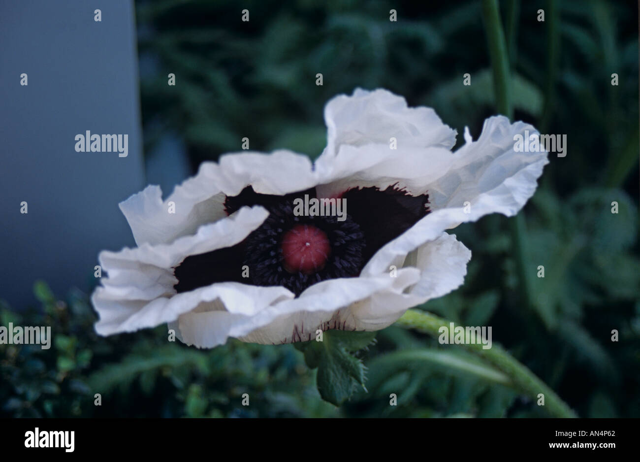 Black and white poppies hi-res stock photography and images - Alamy