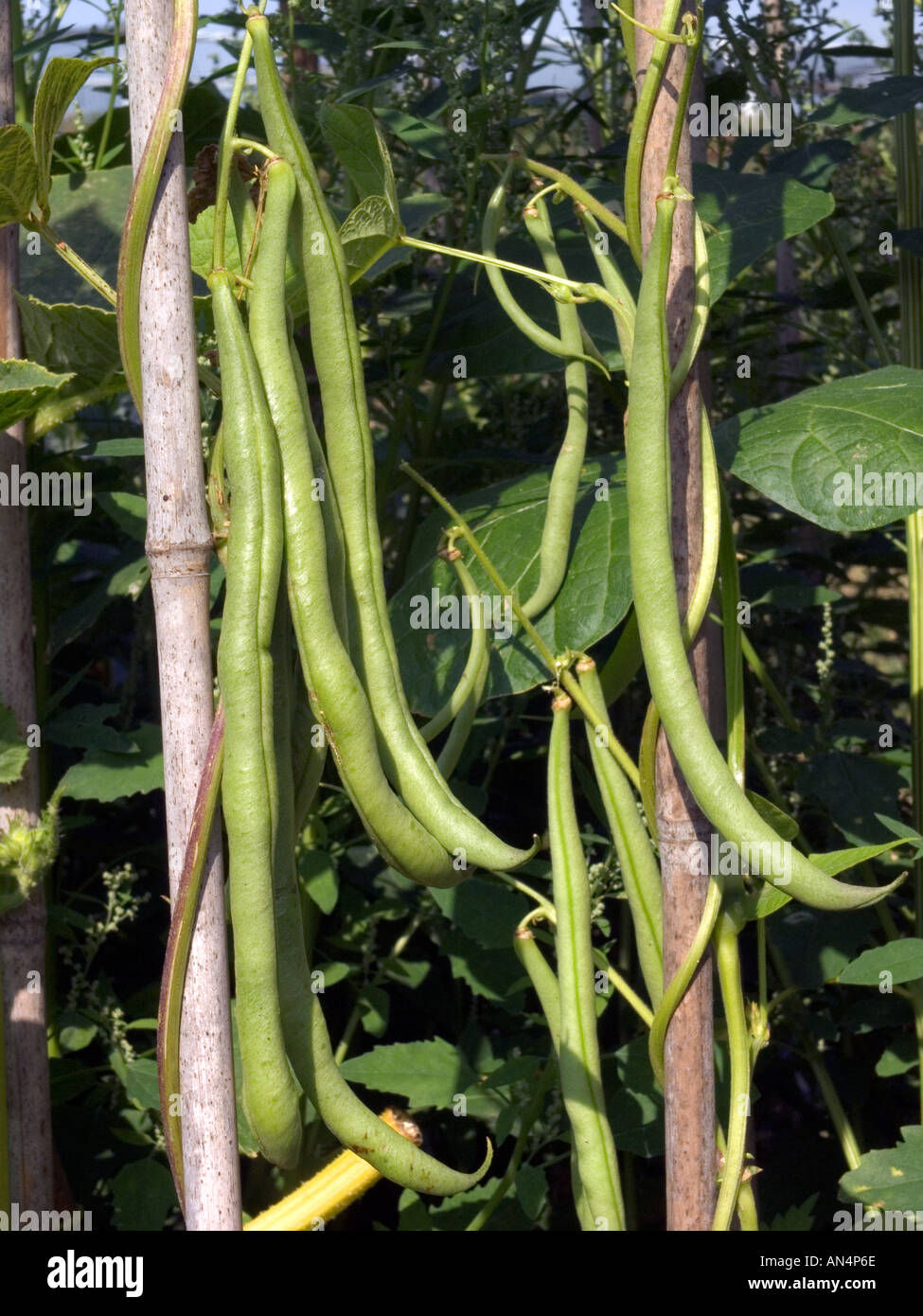 Climbing French Bean growing up canes Stock Photo Alamy