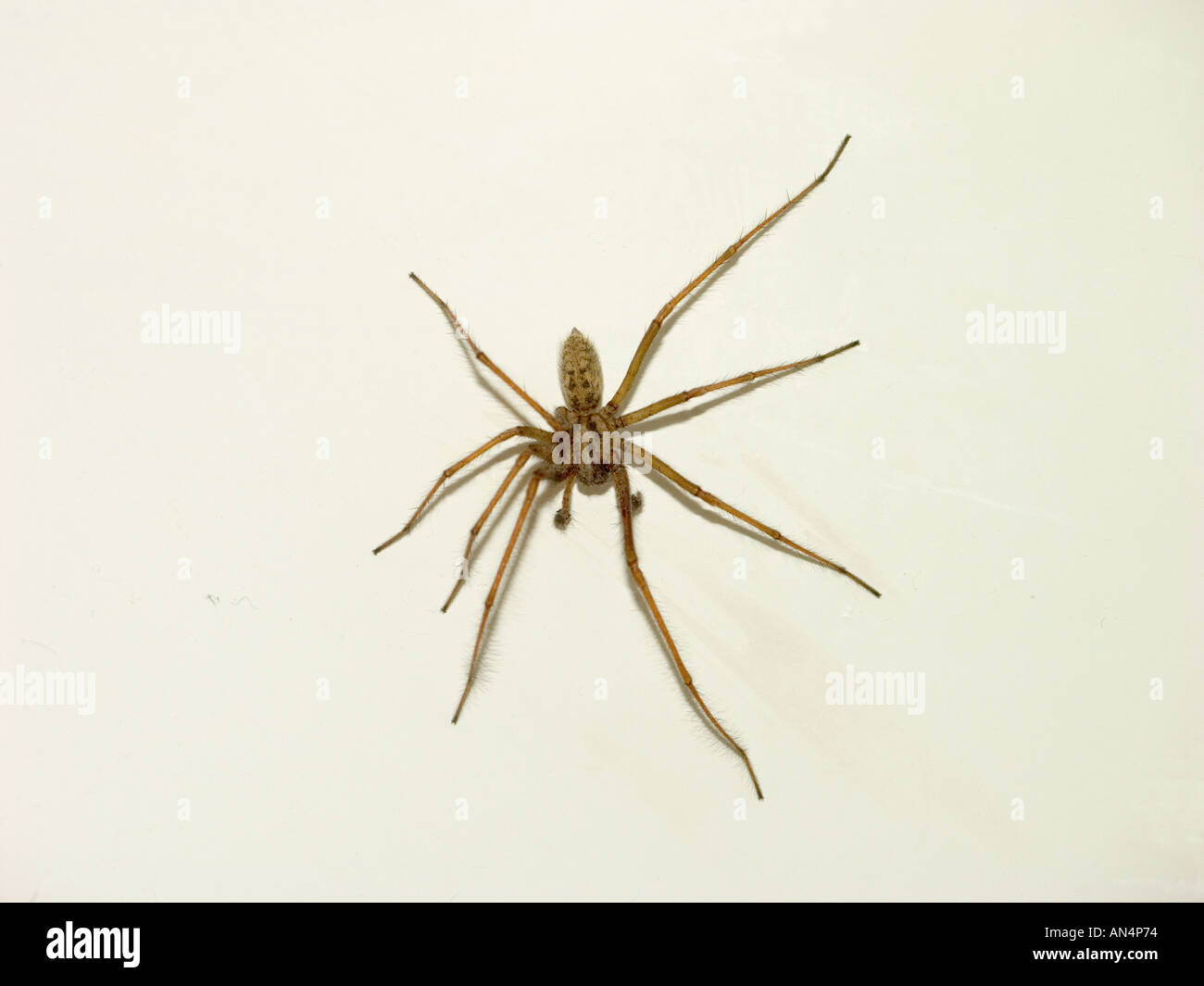 House Spider Tegenaria saeva Stock Photo