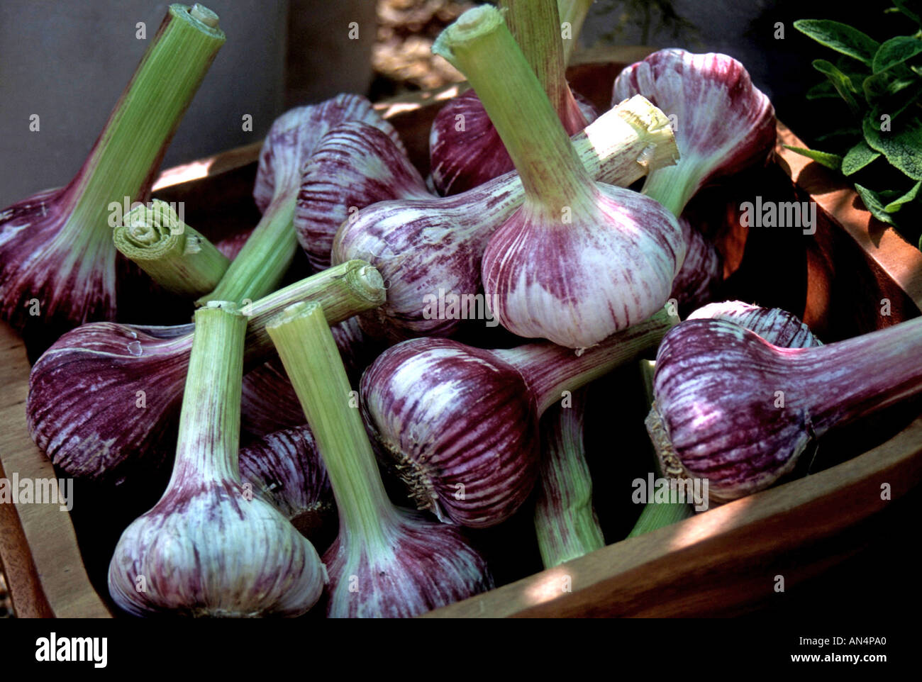 cultivated garlic Stock Photo