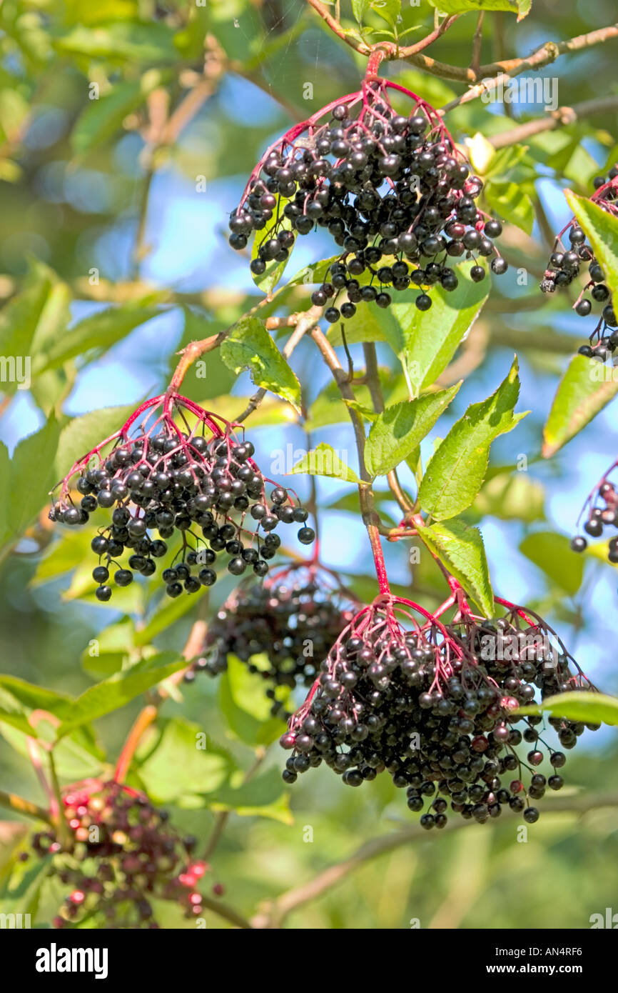 Elderberry fruit hanging down Sambucus nigra Stock Photo