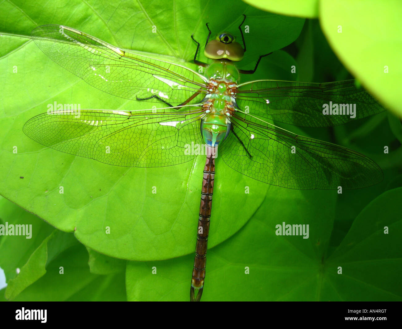 Emperor Dragonfly Anax imperator resting on a Ipomoea batatas Stock Photo