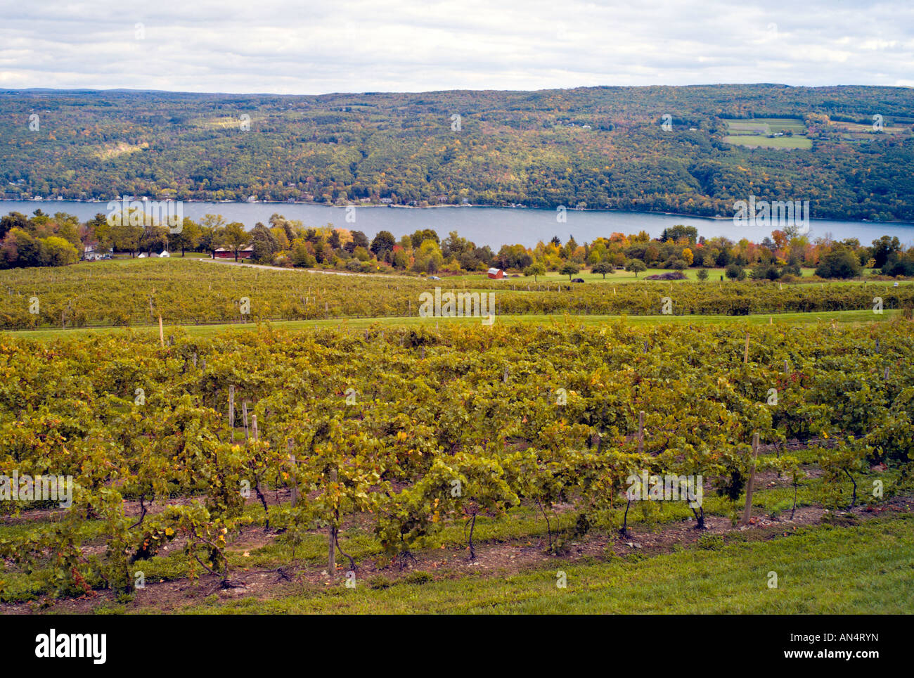 NEW YORK KEUKA Landscape of the Finger Lakes Wine District of New York