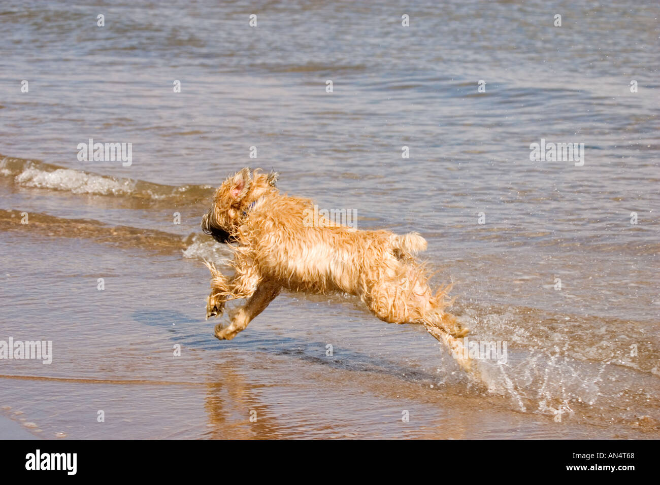 Dog Soft Coated Wheaten Terrier running through water on beach Stock Photo