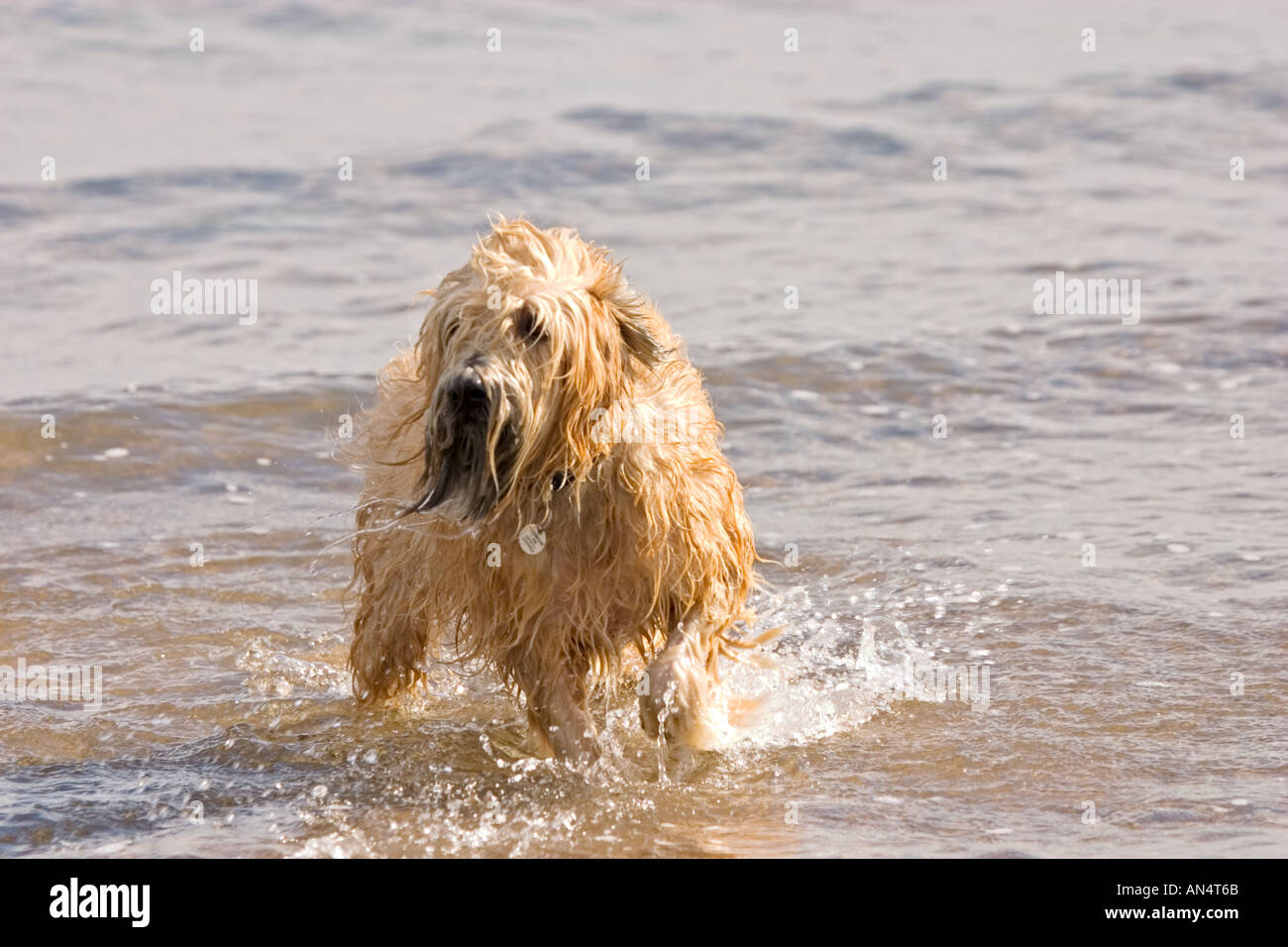 Dog Soft Coated Wheaten Terrier splashing in water on beach Stock Photo