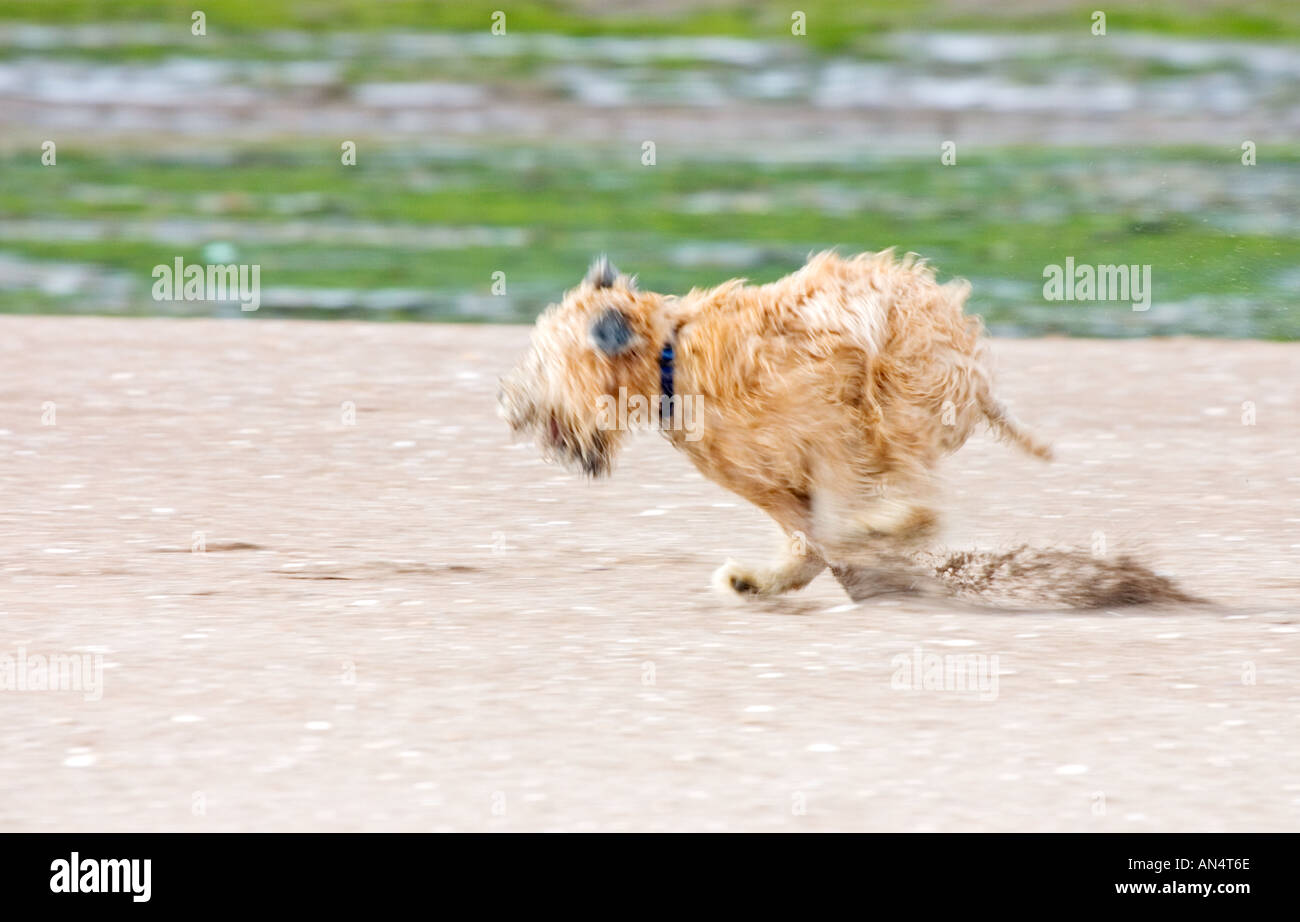 Dog Soft Coated Wheaten Terrier running along sand on beach Stock Photo