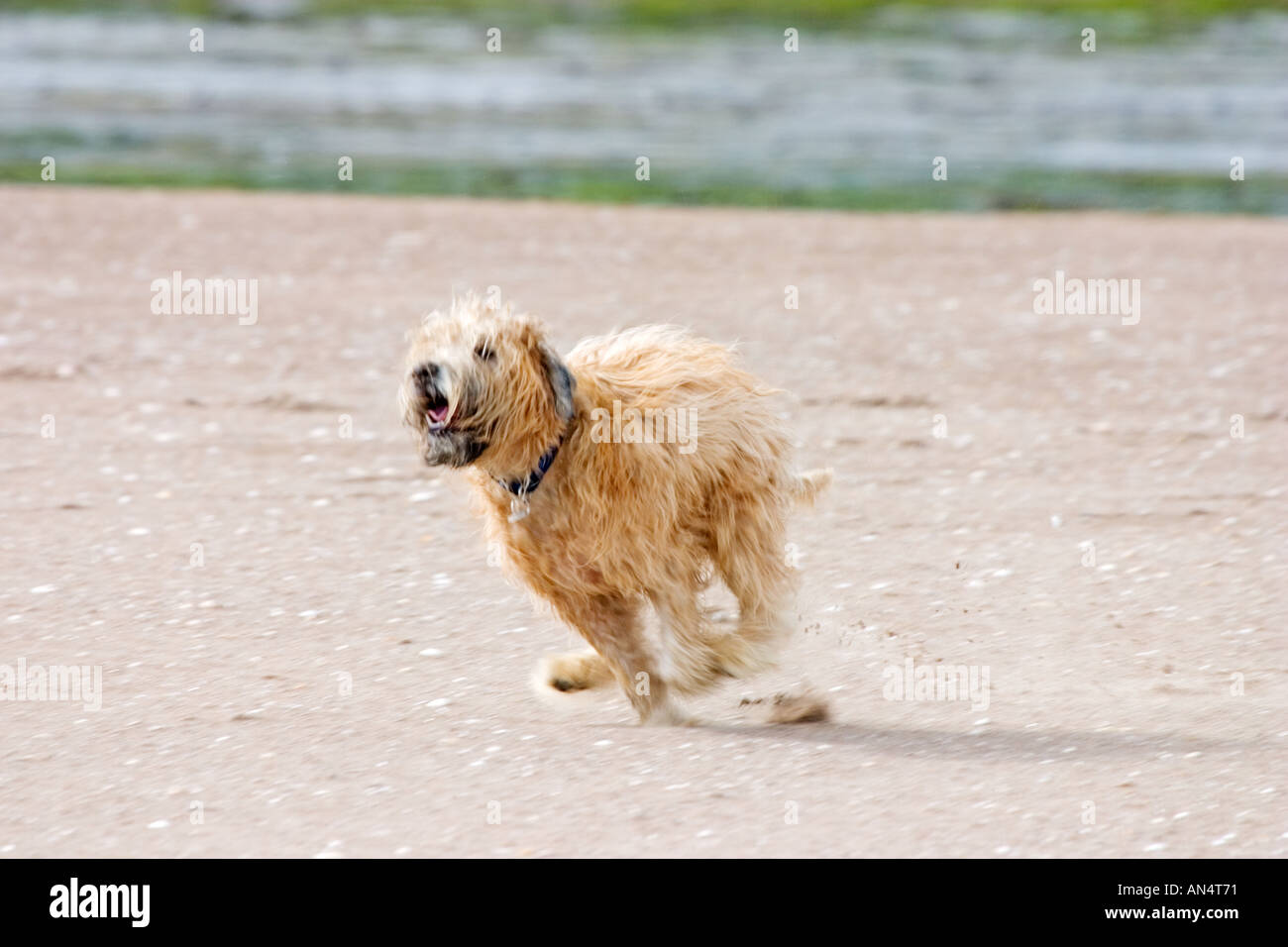 Dog Soft Coated Wheaten Terrier running along sand on beach Stock Photo