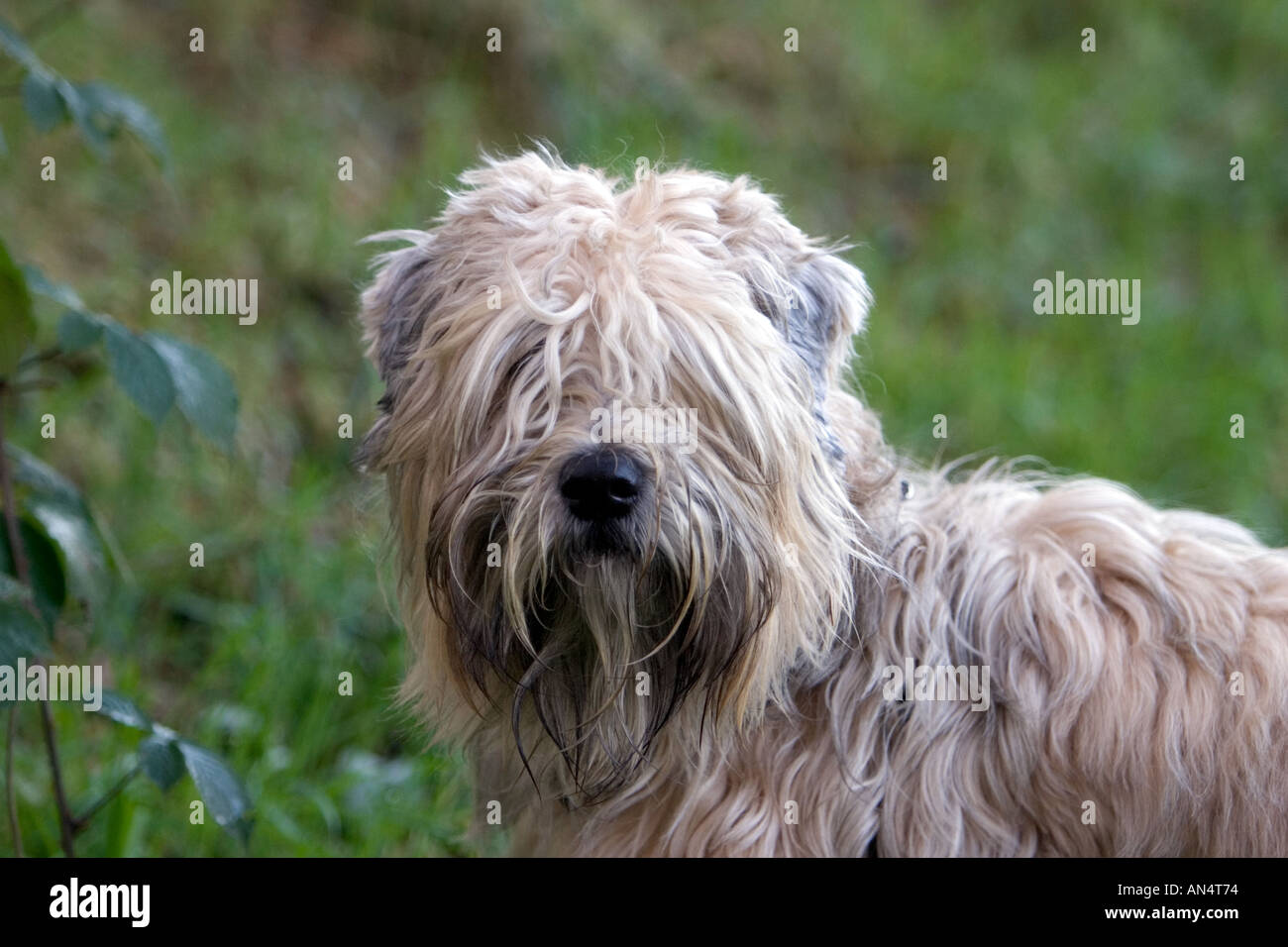 Outdoor portrait of Soft Coated Wheaten Terrier Stock Photo