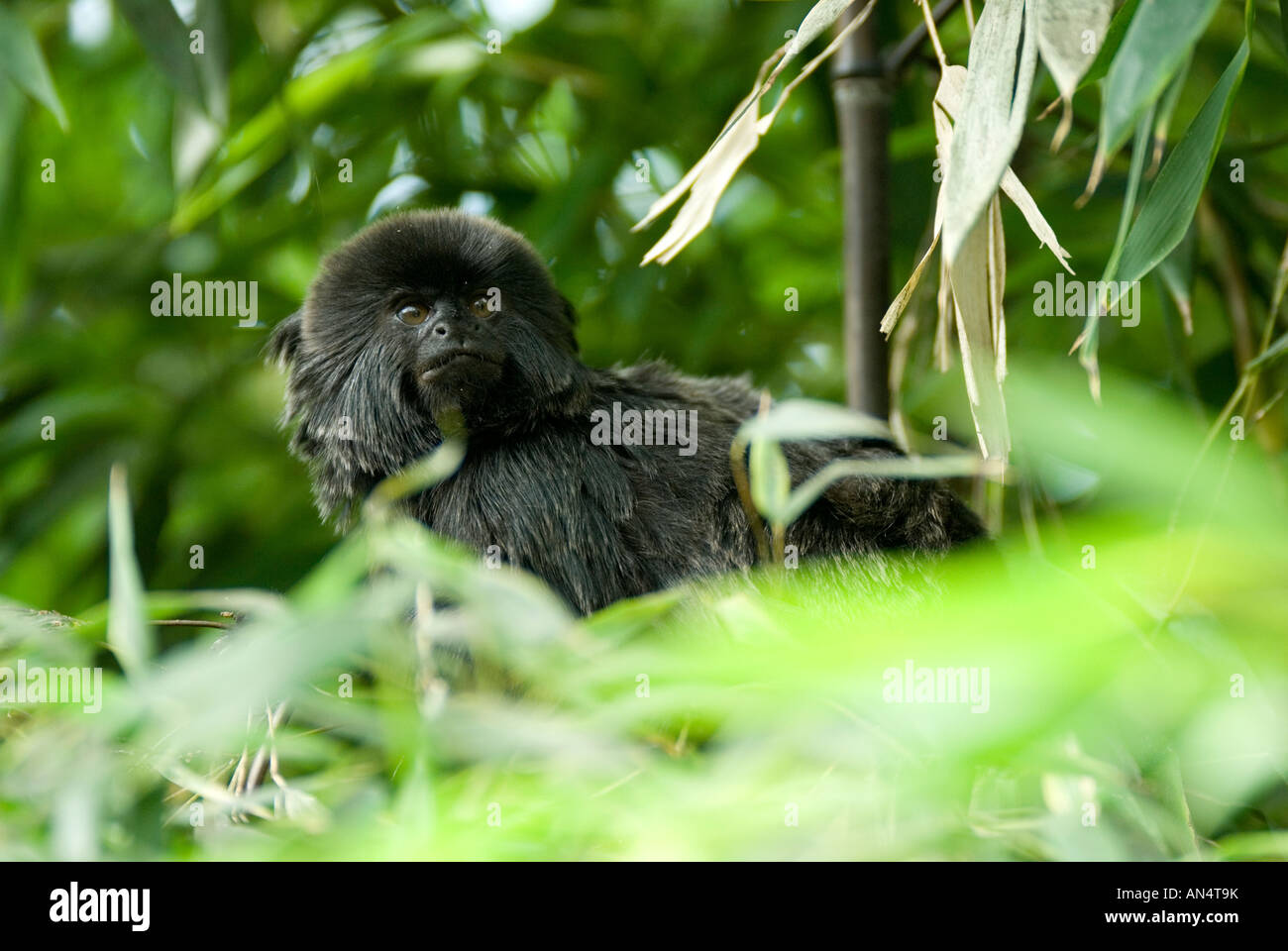 GOELDI'S MARMOSET or GOELDI'S MONKEY Callimico goeldii Stock Photo Alamy
