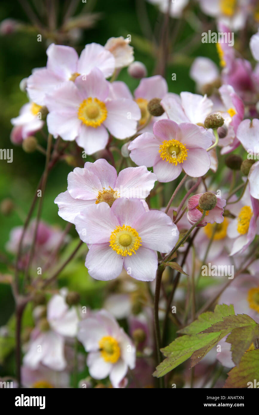 Hardy Grape Leaf Anemone, Anemone tomentosa, Robustissima Stock Photo