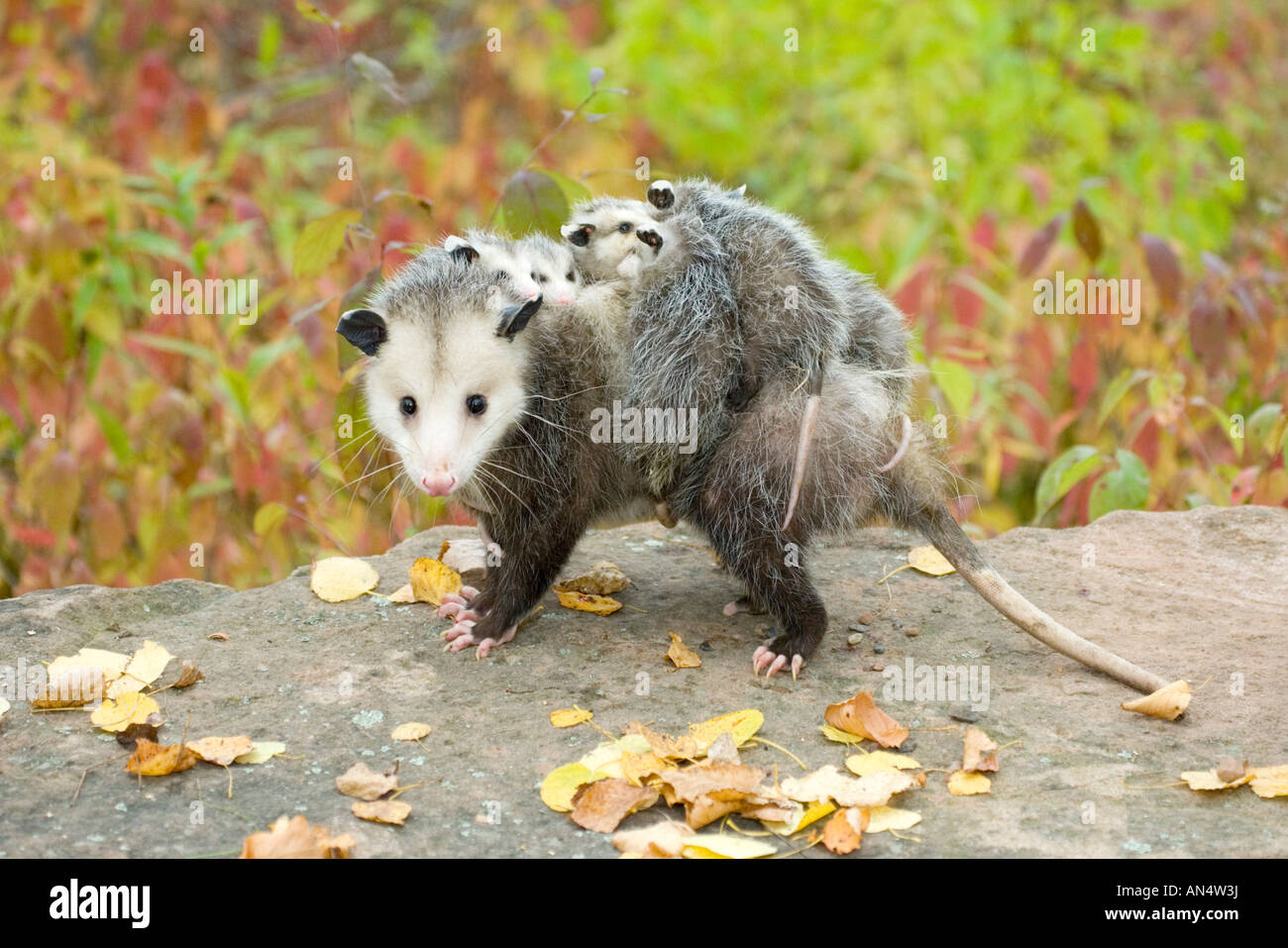 Virginia opossum playing dead hires stock photography and images Alamy
