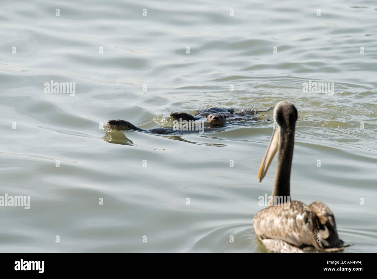 MARINE OTTER Lontra felina Stock Photo