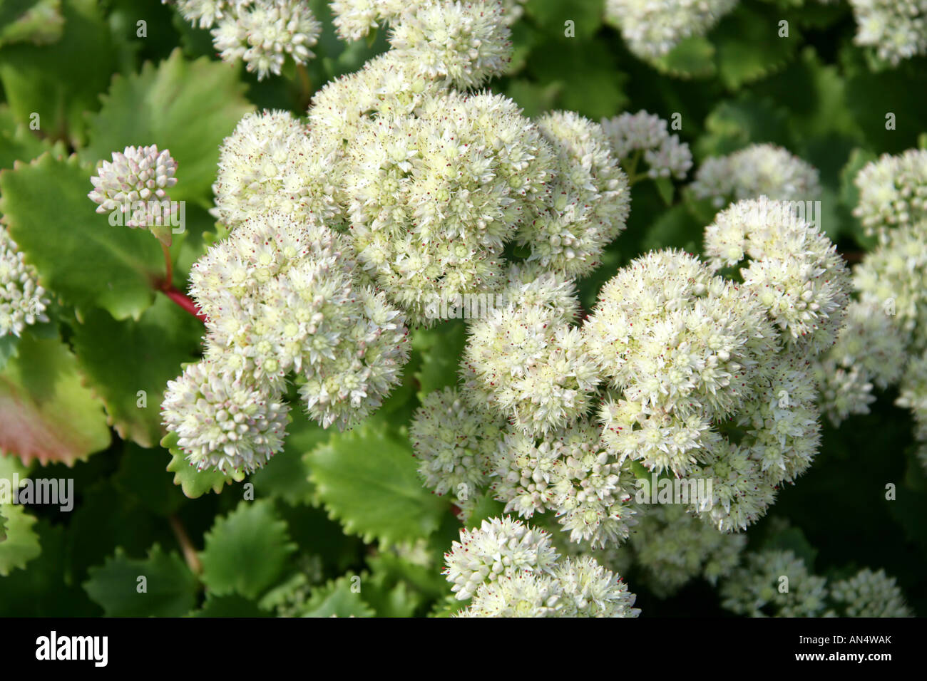 Sedum populifolium. Very Hardy Succulent Plant from Siberia Russia Stock Photo