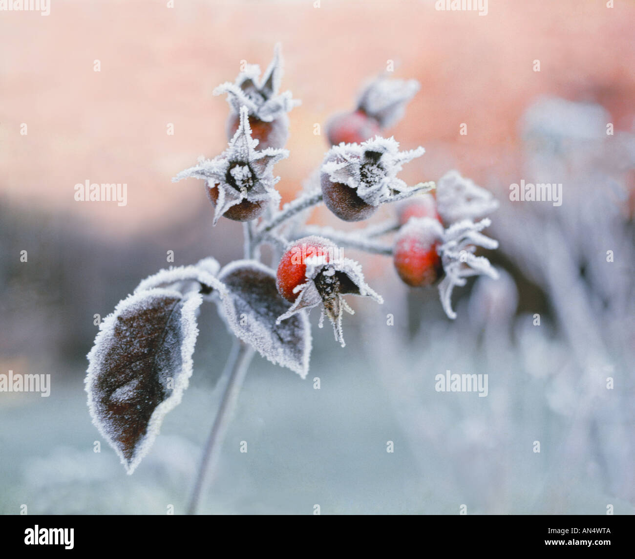 Dawn after severe hoar frost hi-res stock photography and images - Alamy