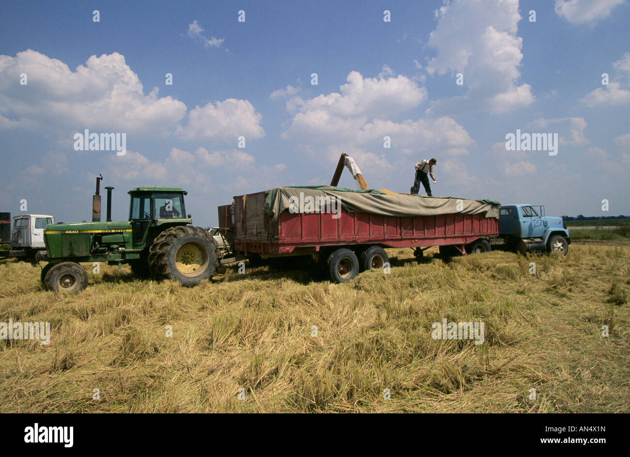 Rice farmers harvest rice from a rice paddy in the Mississippi Delta