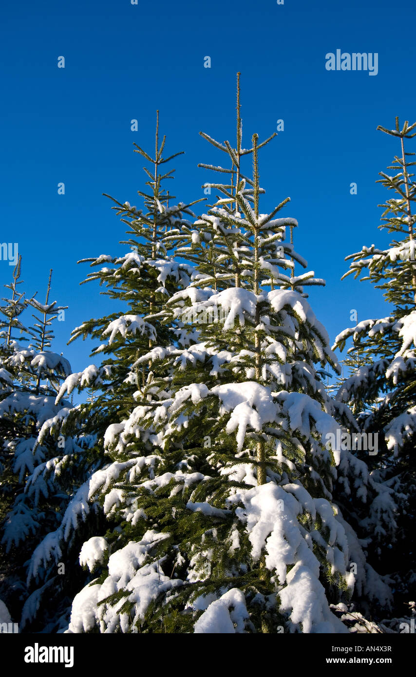 Fir tree snow hi-res stock photography and images - Alamy