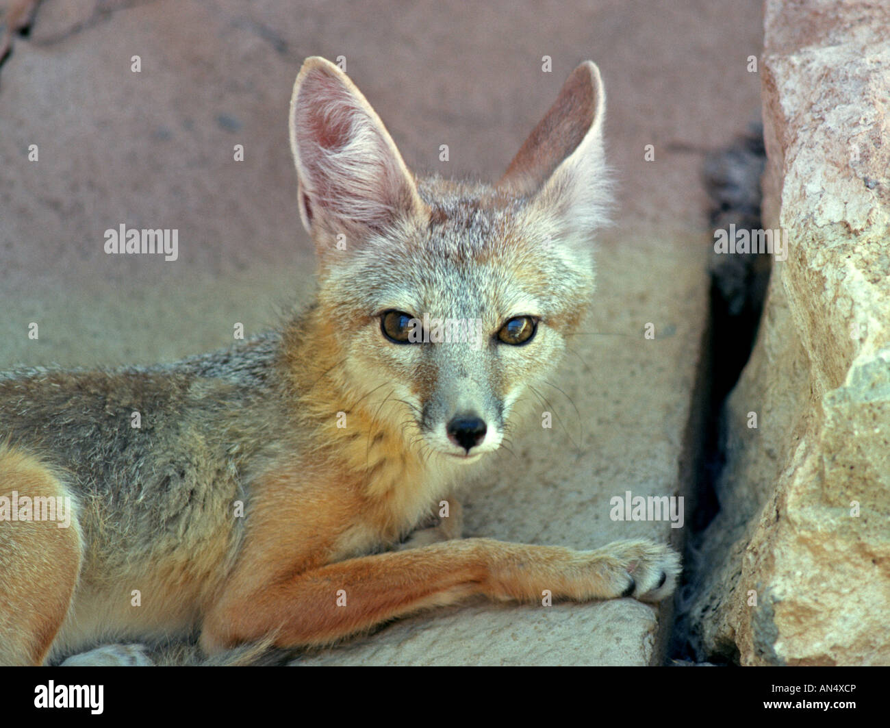USA ARIZONA Portrait of a kit fox or swift fox in the Sonoran desert