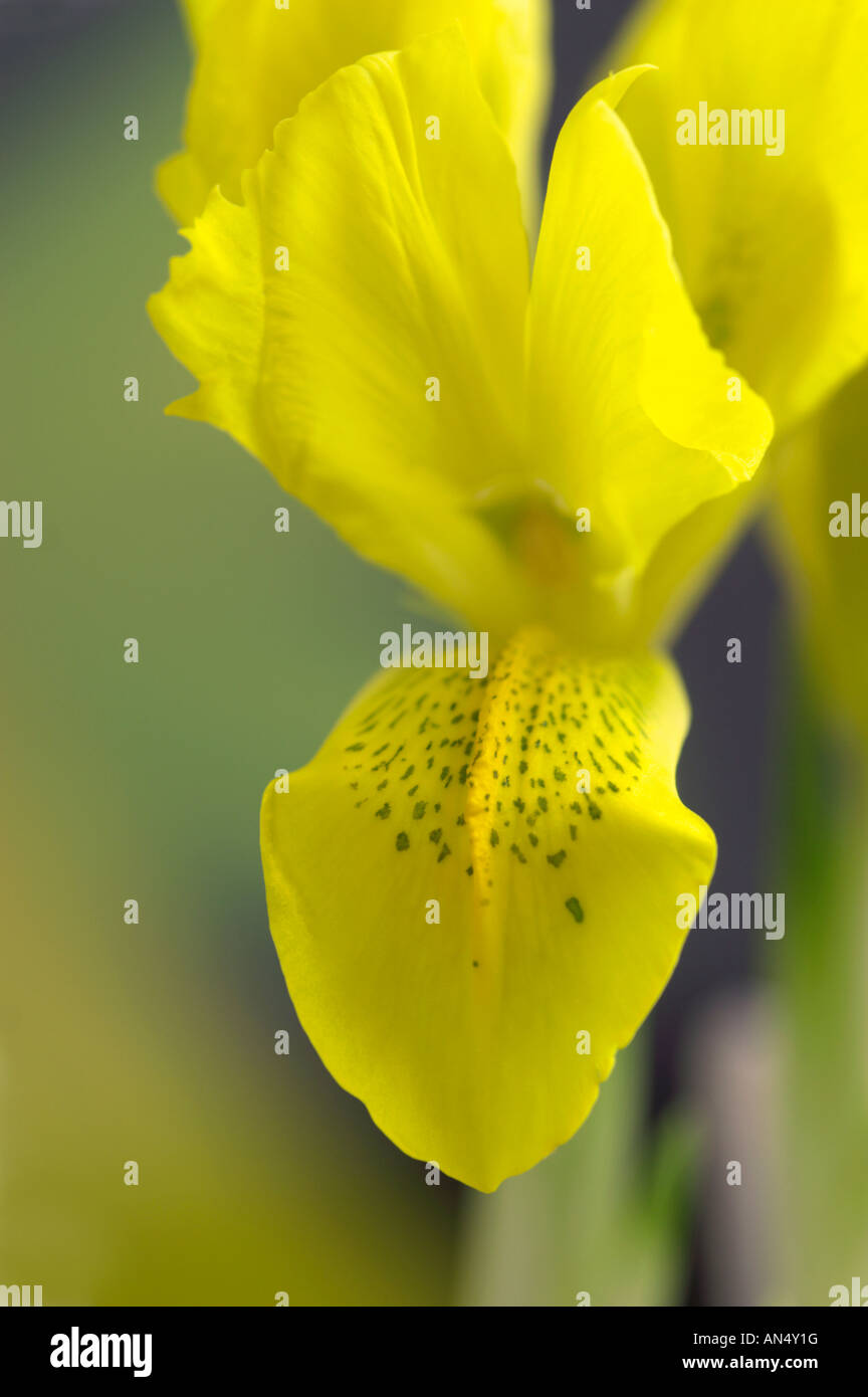 Iris reticulata danfordiae Stock Photo