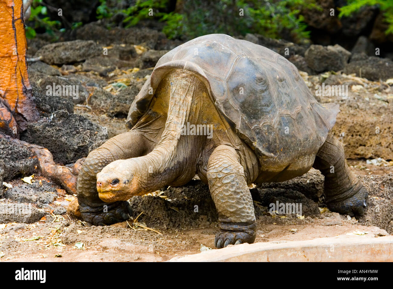 lonesome-george-hi-res-stock-photography-and-images-alamy