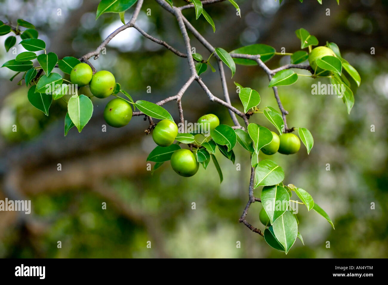 Poison apple tree hires stock photography and images Alamy