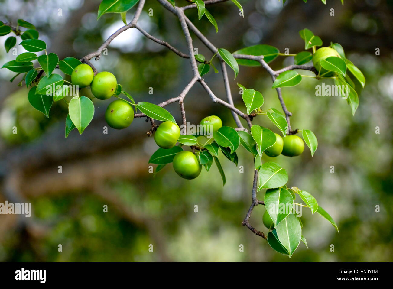Poison apple tree (manzanillo) Isabella Island, Galapagos Stock Photo