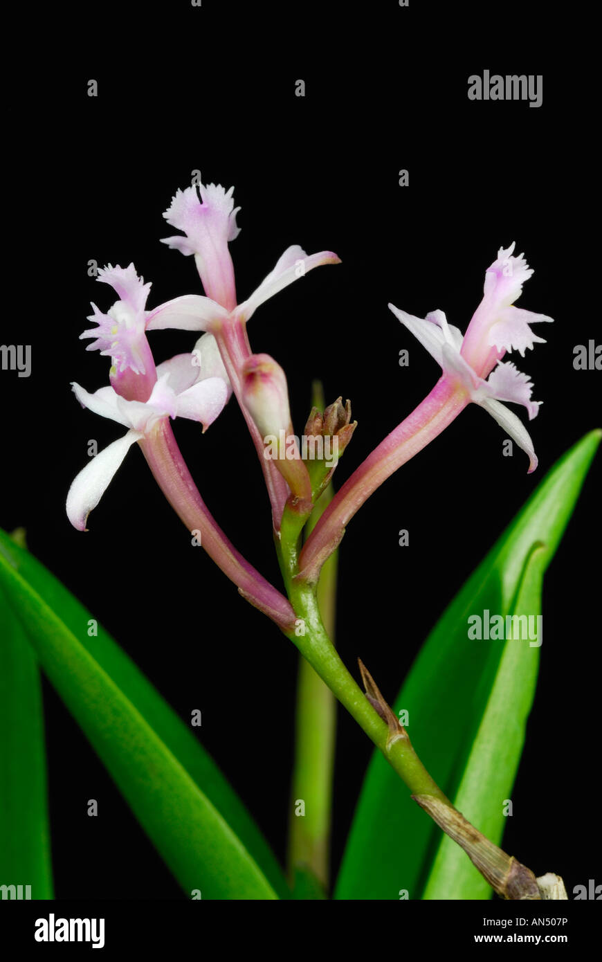 Epidendrum ellipticum Stock Photo