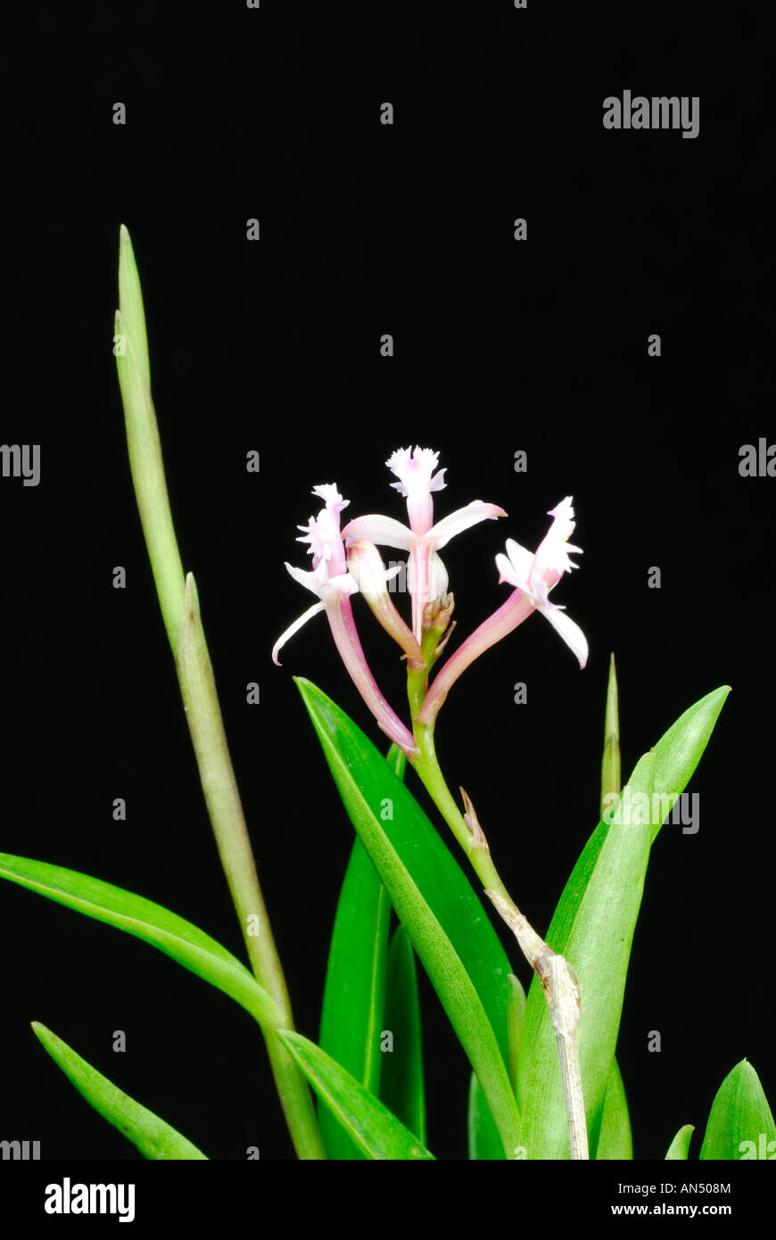 Epidendrum ellipticum Stock Photo