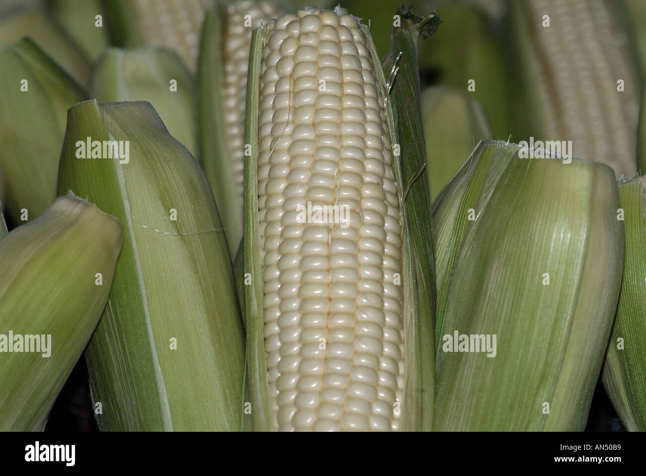 Cob of corn Stock Photo