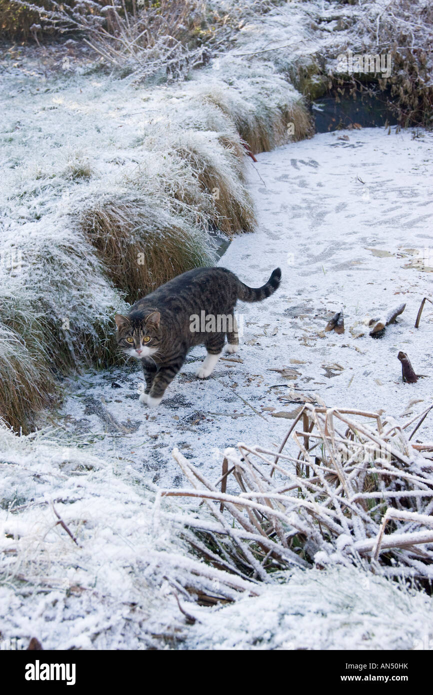 Tabby cat on frozen pond Stock Photo Alamy(02)