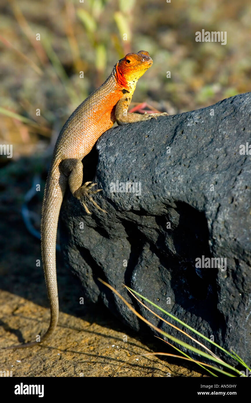 Female Lava Lizard, Santiago, Galapagos Islands Stock Photo