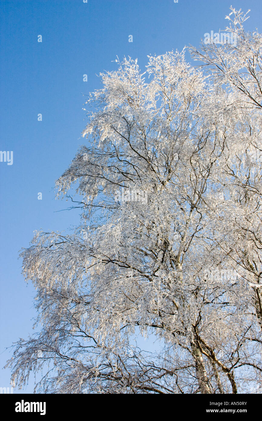 Betula pendula winter hi-res stock photography and images - Alamy