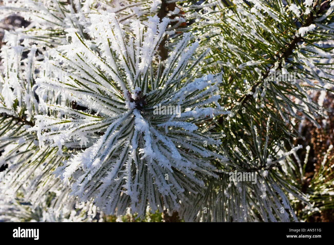 Frost covered scots pine, Pinus sylvestris branch Stock Photo - Alamy