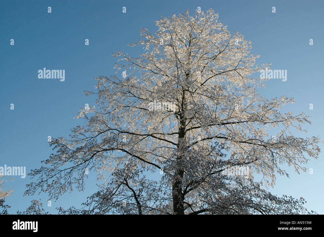 Frost on alder alnus hi-res stock photography and images - Alamy