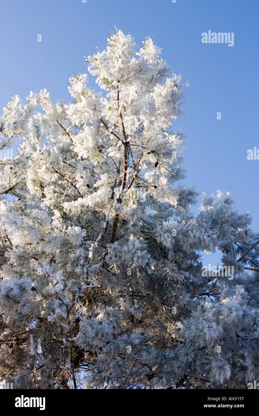 Snow covered pine tree branches Stock Photo - Alamy
