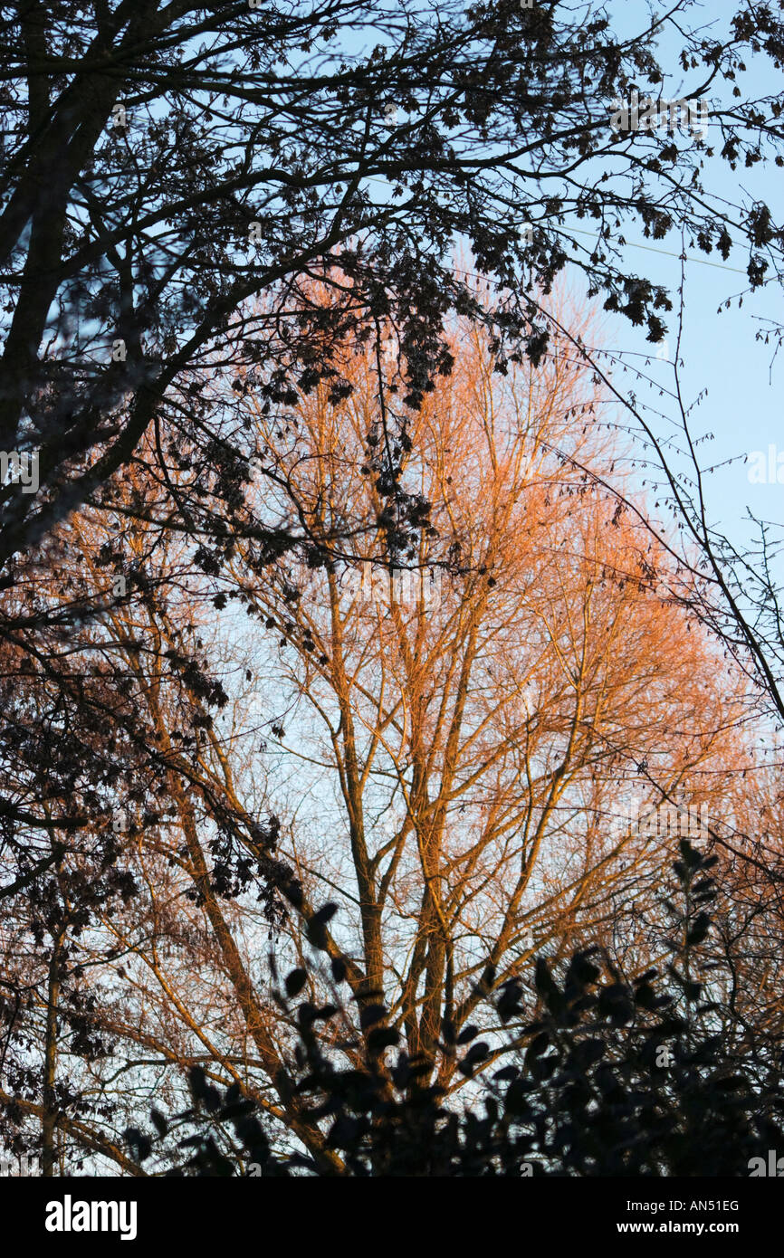 Willow tree, salix Stock Photo Alamy