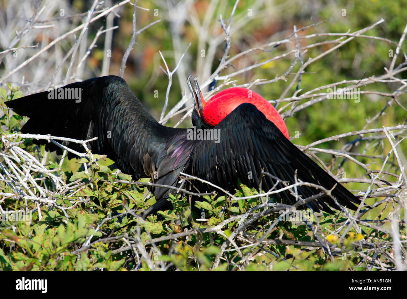 Magnificent frigate bird ( Fregata magnificens Stock Photo Alamy