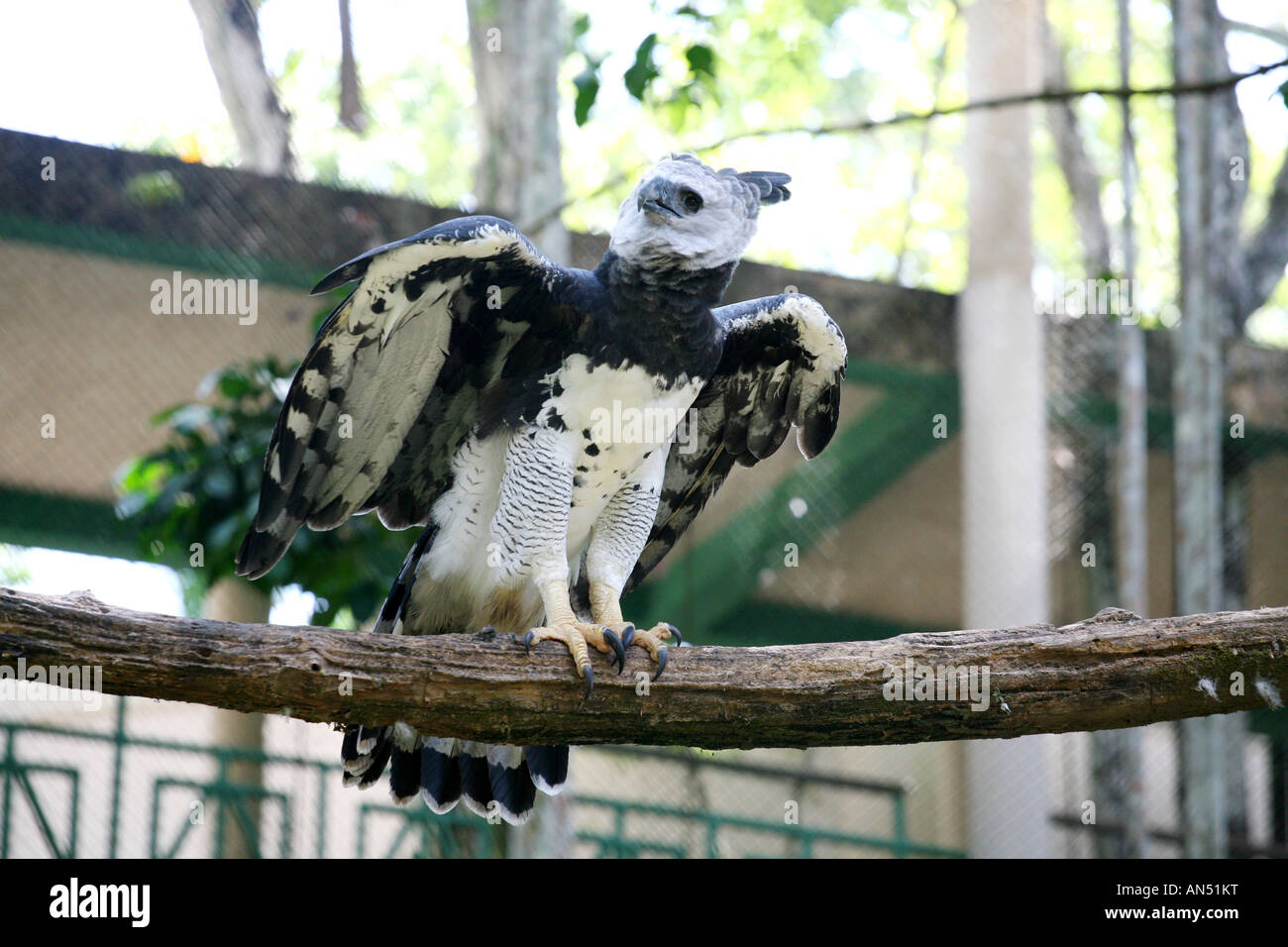 Harpija harpija or Harpy Eagle in a refuge at Soberania National Park in Panama City Stock Photo