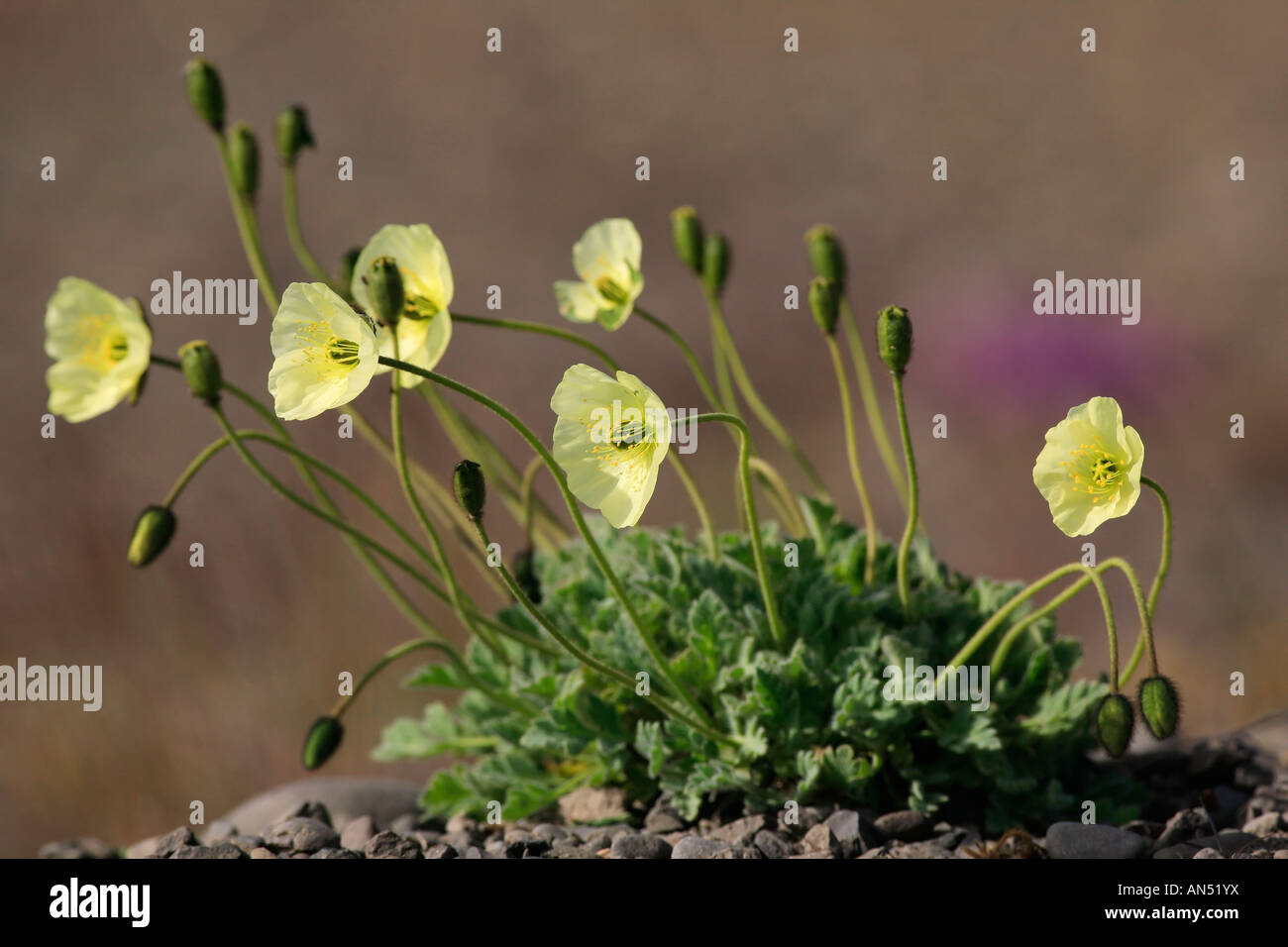 Arctic Poppy Papaver radicatum Iceland Stock Photo Alamy