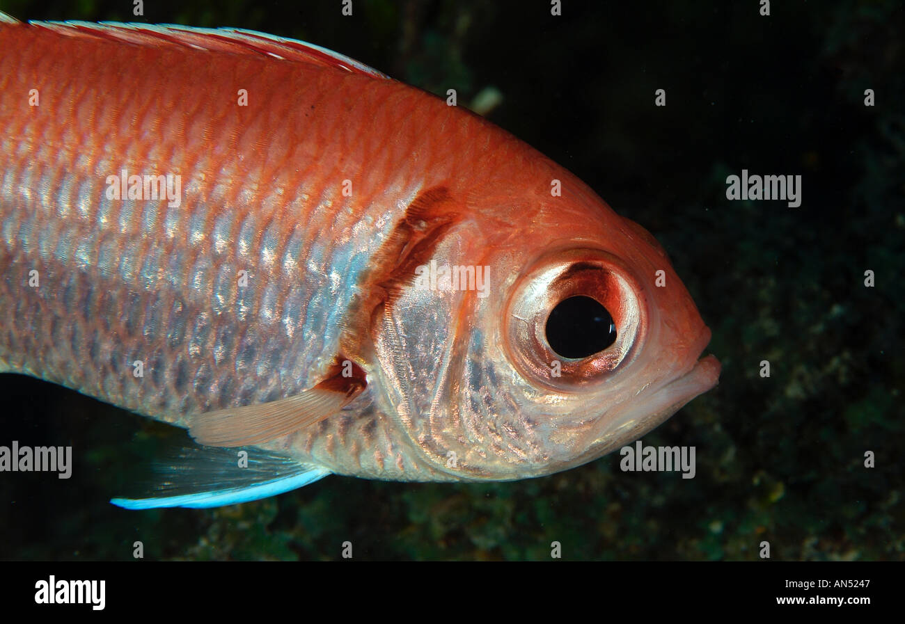 Blackbar soldierfish off Bimini Island, Bahamas Stock Photo