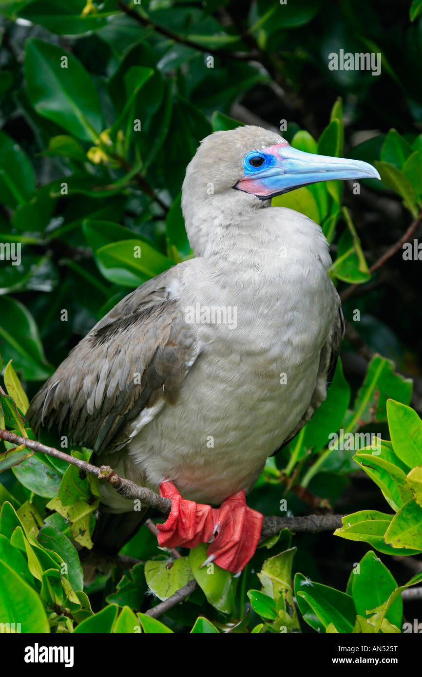 Red footed booby ( sula sula websteri ) Stock Photo