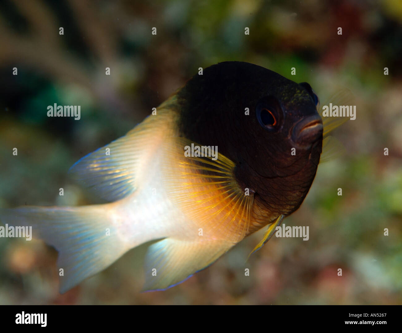 Bicolor damselfish off Bimini Island, Bahamas Stock Photo