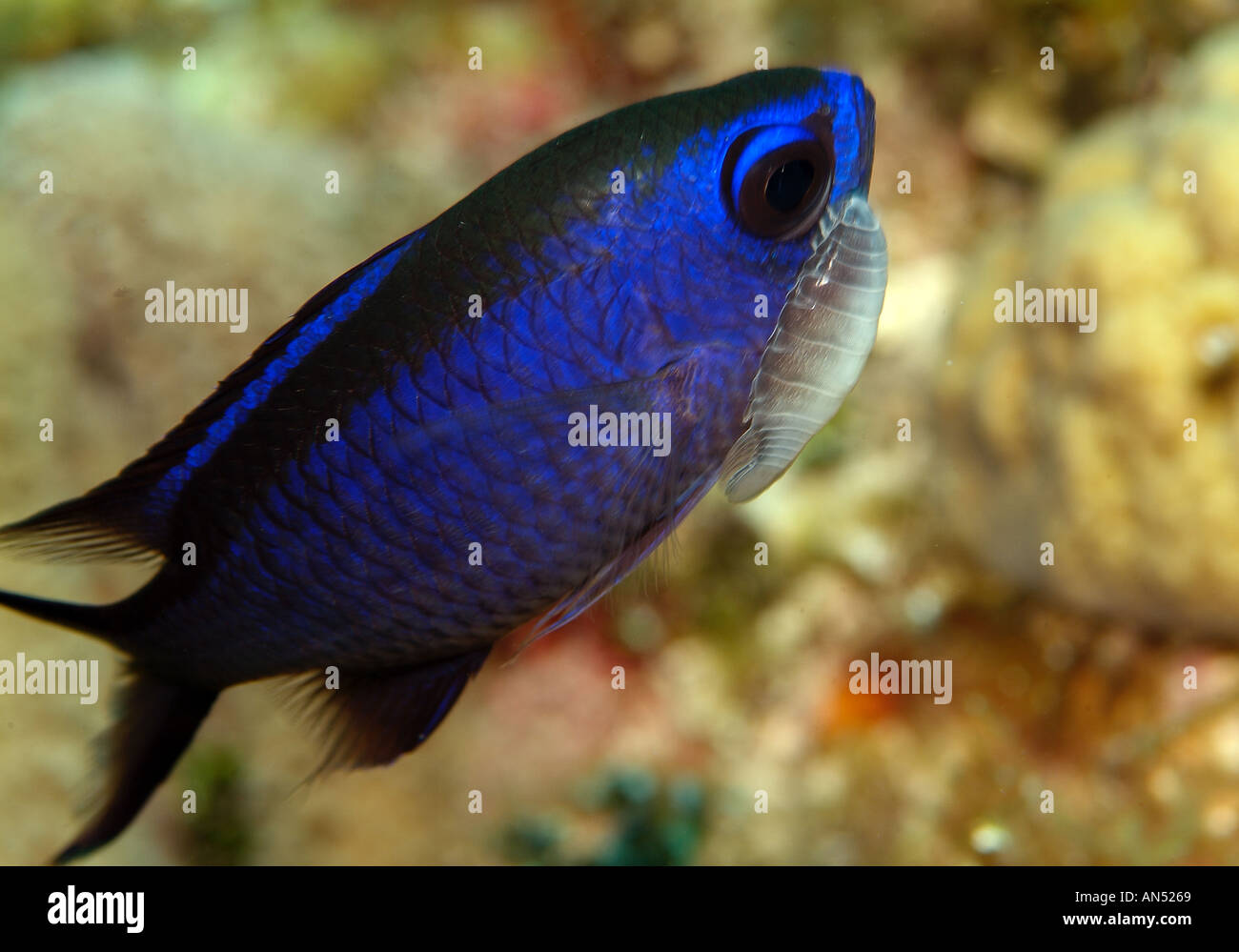 Blue chromis, off Bimini Island, Bahamas Stock Photo
