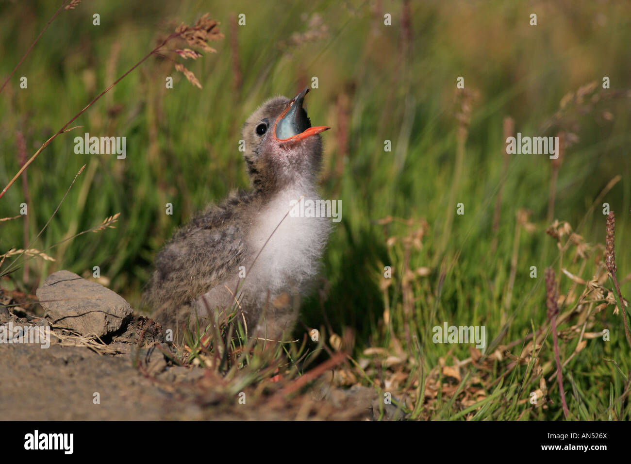 Devour Fish Devour hi-res stock photography and images - Alamy