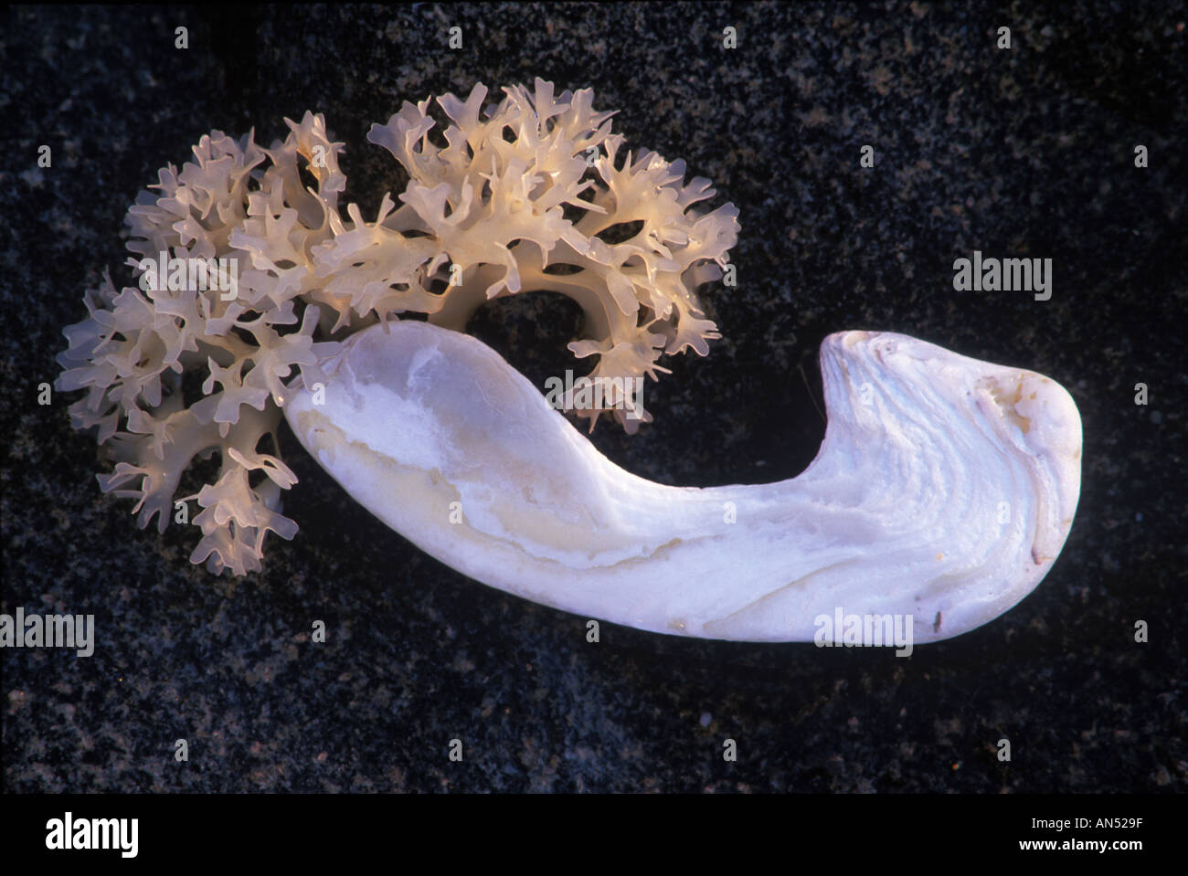 Marine epiphite with clam shell fragment probably sp Mercinaria MA Stock Photo