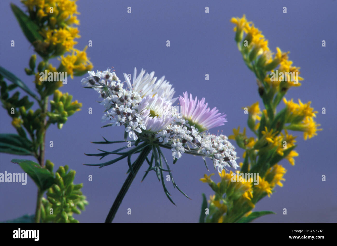 Goldenrod and Queen Anne s Lace Stock Photo