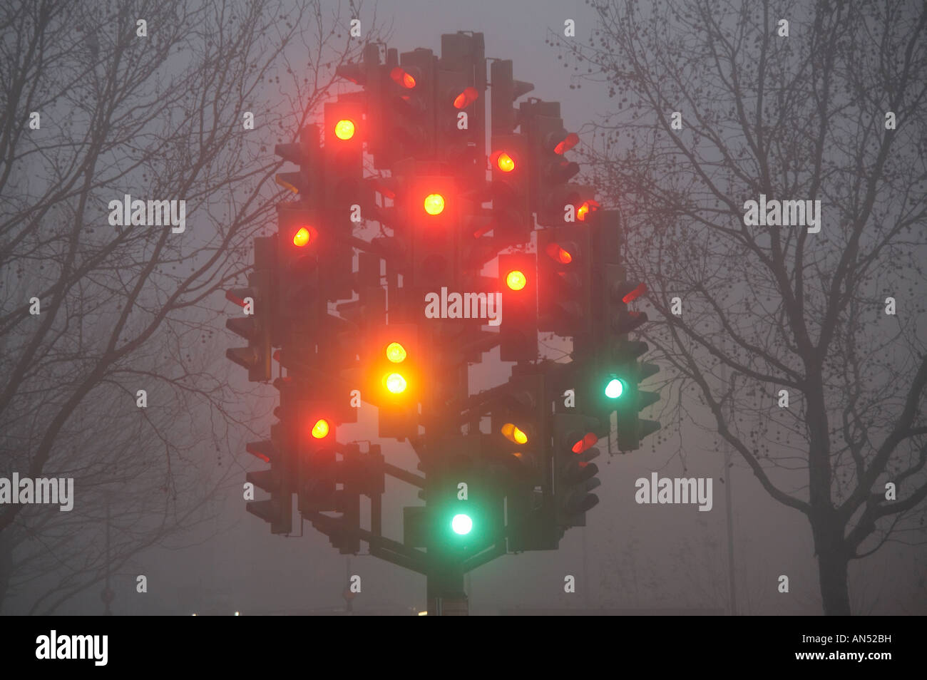 traffic light tree Stock Photo Alamy