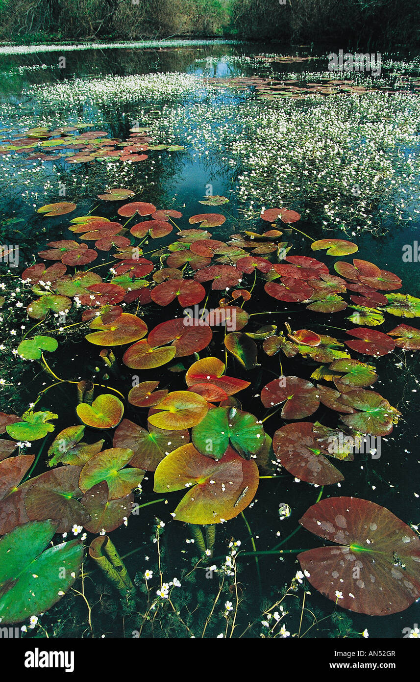 Water lilies in a stream , Marmara Turkey . Stock Photo