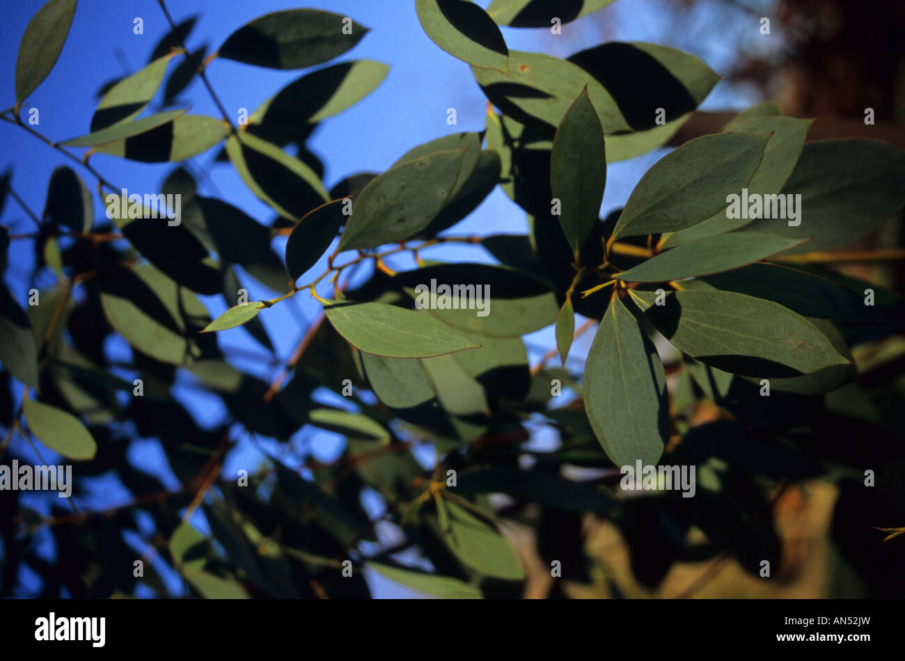 Eucalyptus Stellulata Black Sally Stock Photo