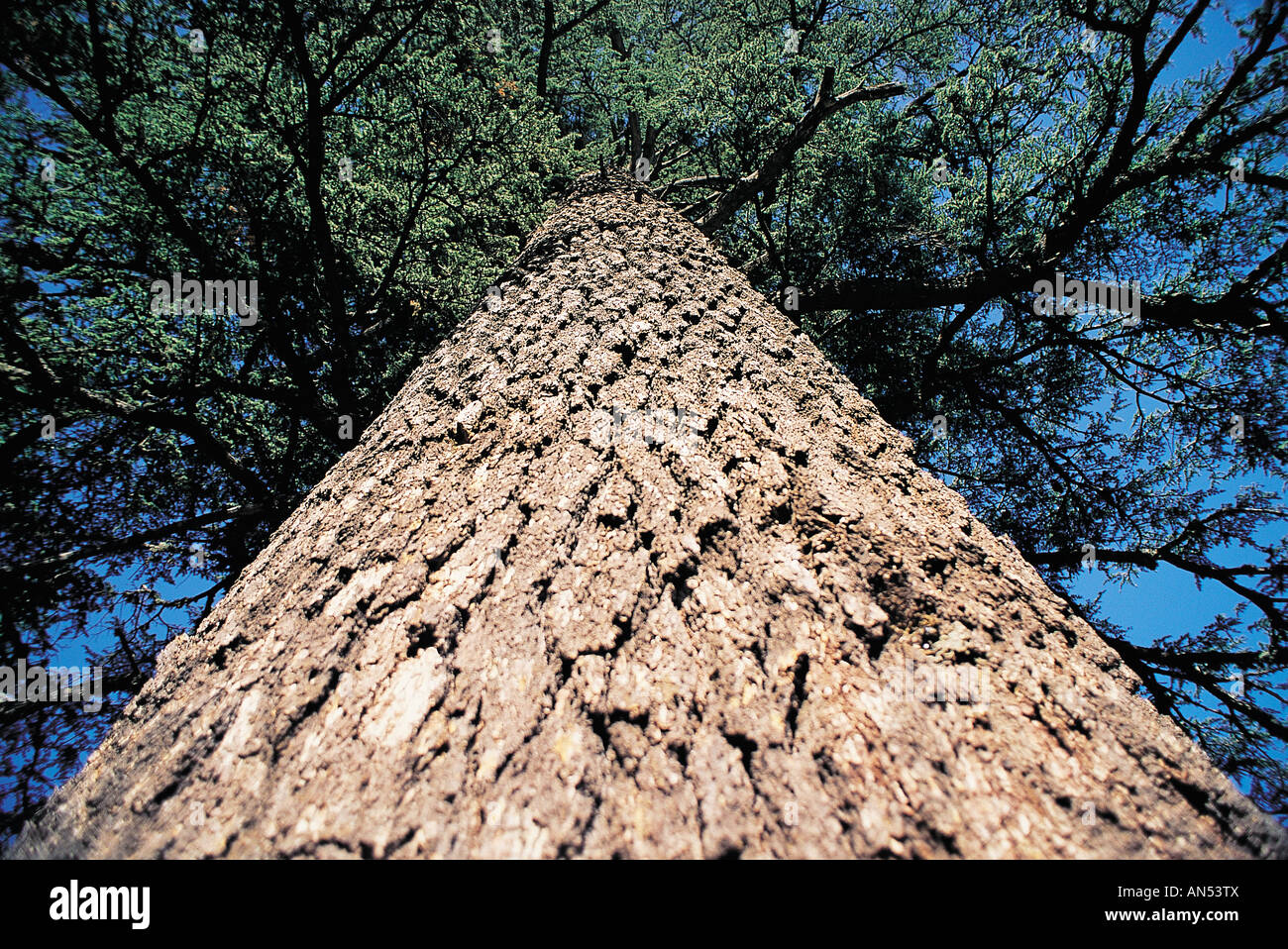 Cedar tree, Cedrus libani, Taurus Mountains Turkey. Stock Photo
