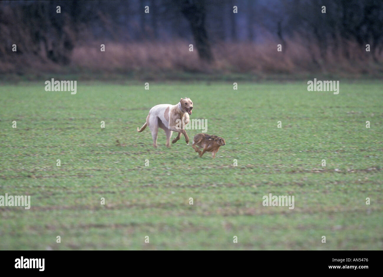 HARE COURSING Stock Photo